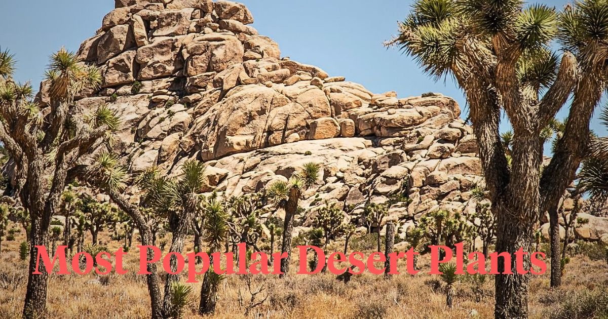 10 Most Popular Desert Plants That You Can Also Grow Indoors Article o...