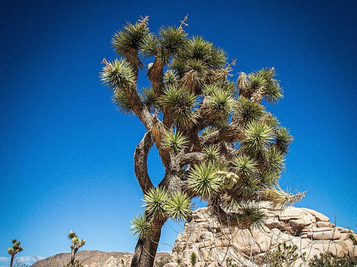 Desert Plants