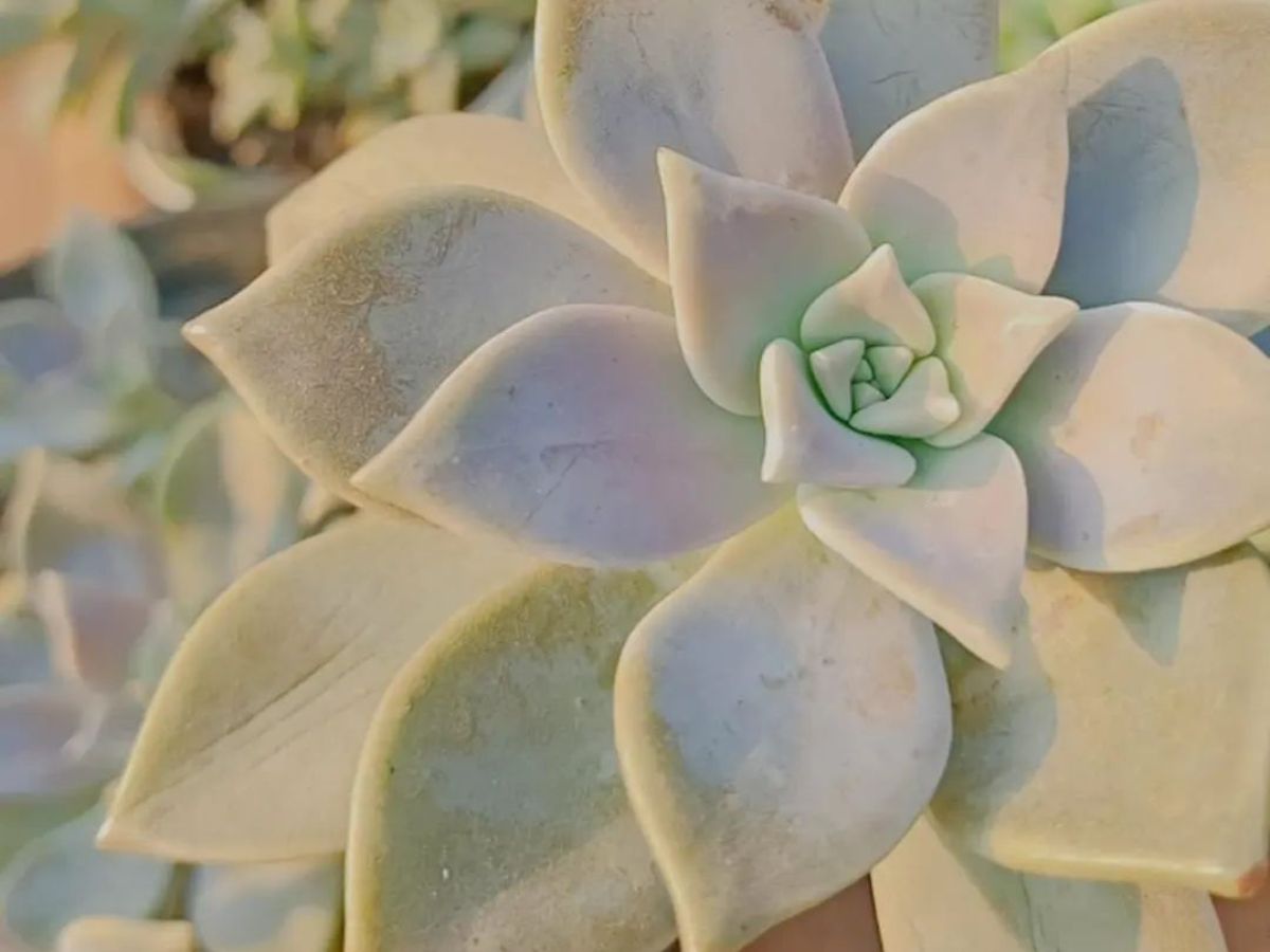 Desert Plants