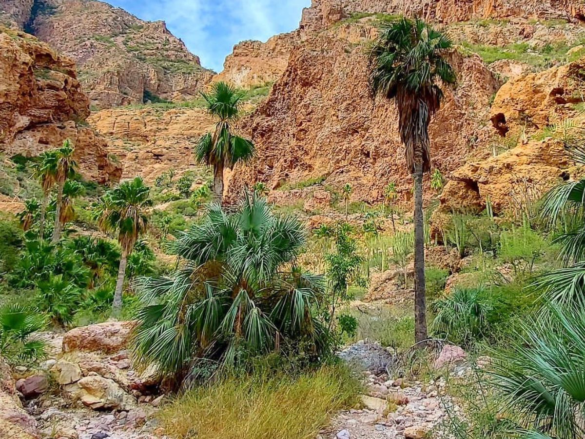 Desert Plants