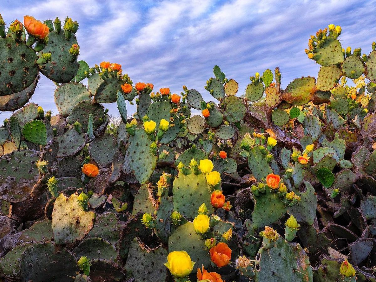 Desert Plants