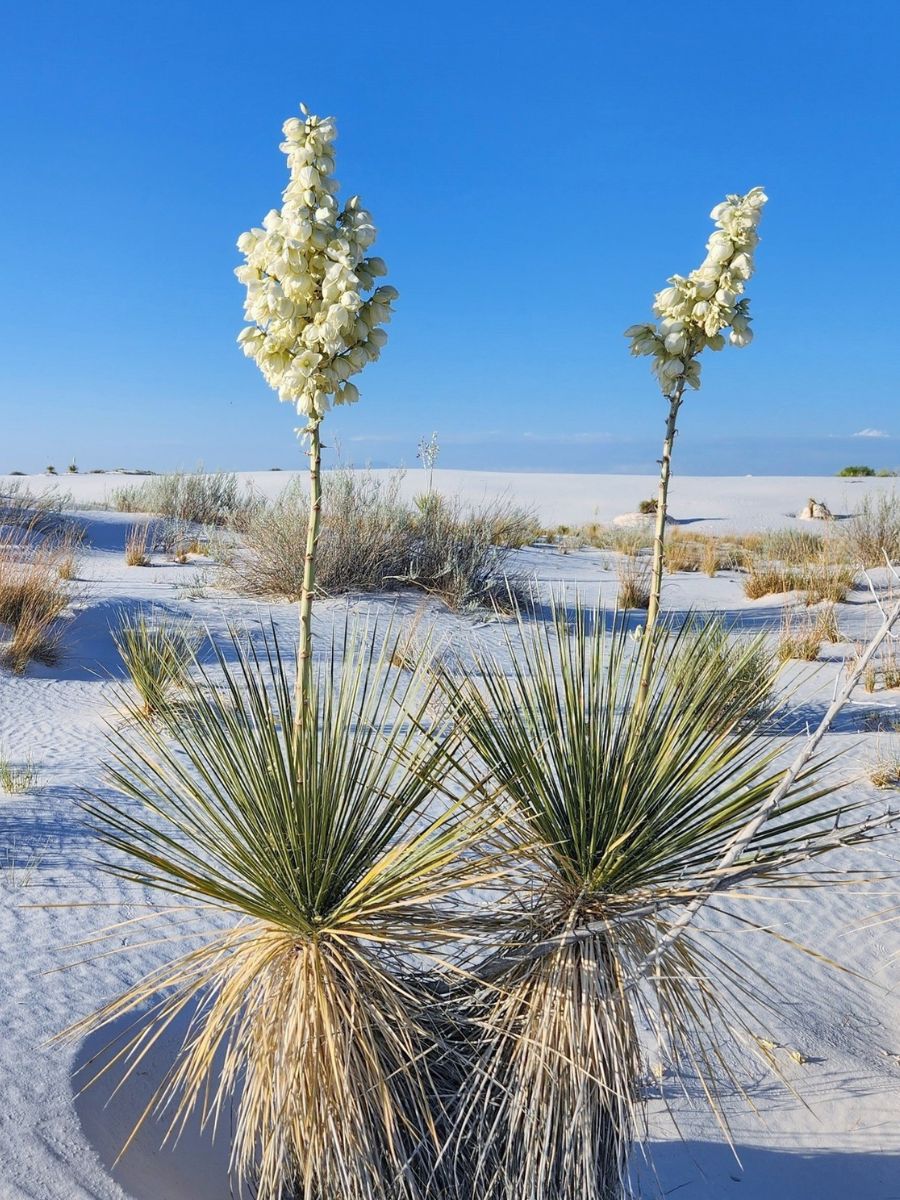 Desert Plants