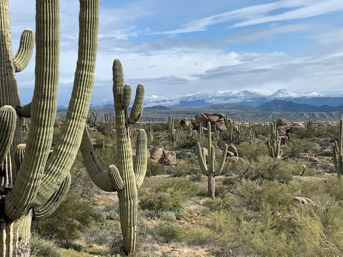 Desert Plants