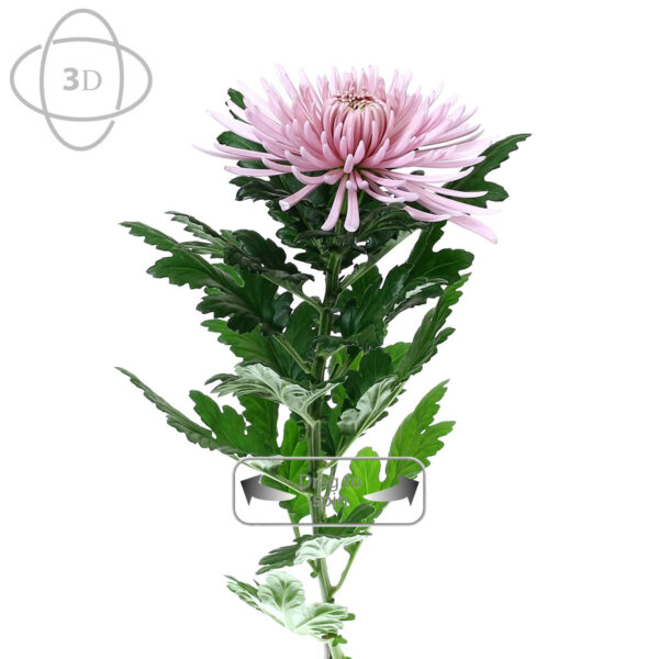 TOTF2021SE 11 Deliflor 21 Chrysanthemum Cipria 3D