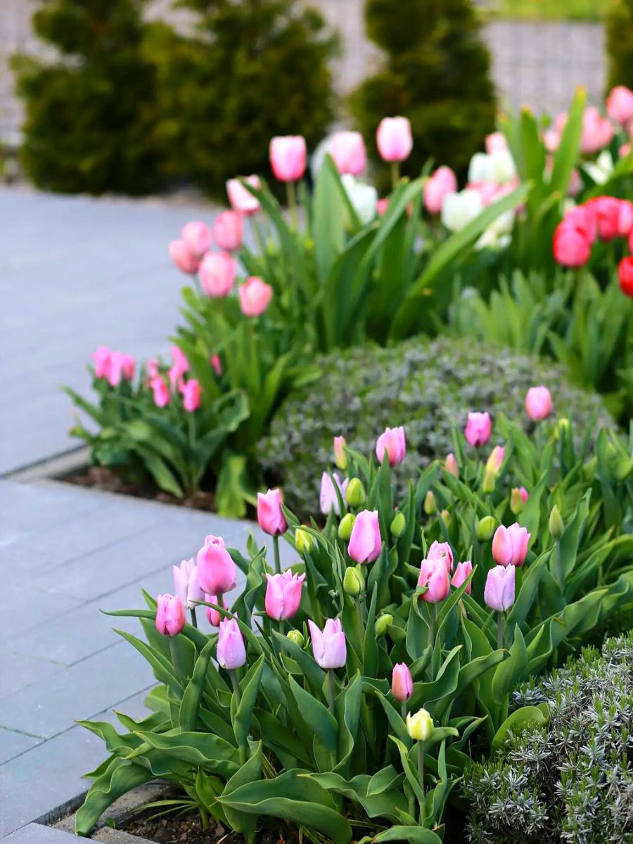 Tulips are the perfect spring bulbs to plant in your fall garden