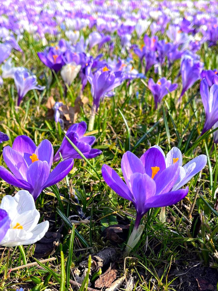 A garden full of crocus spring bulbs