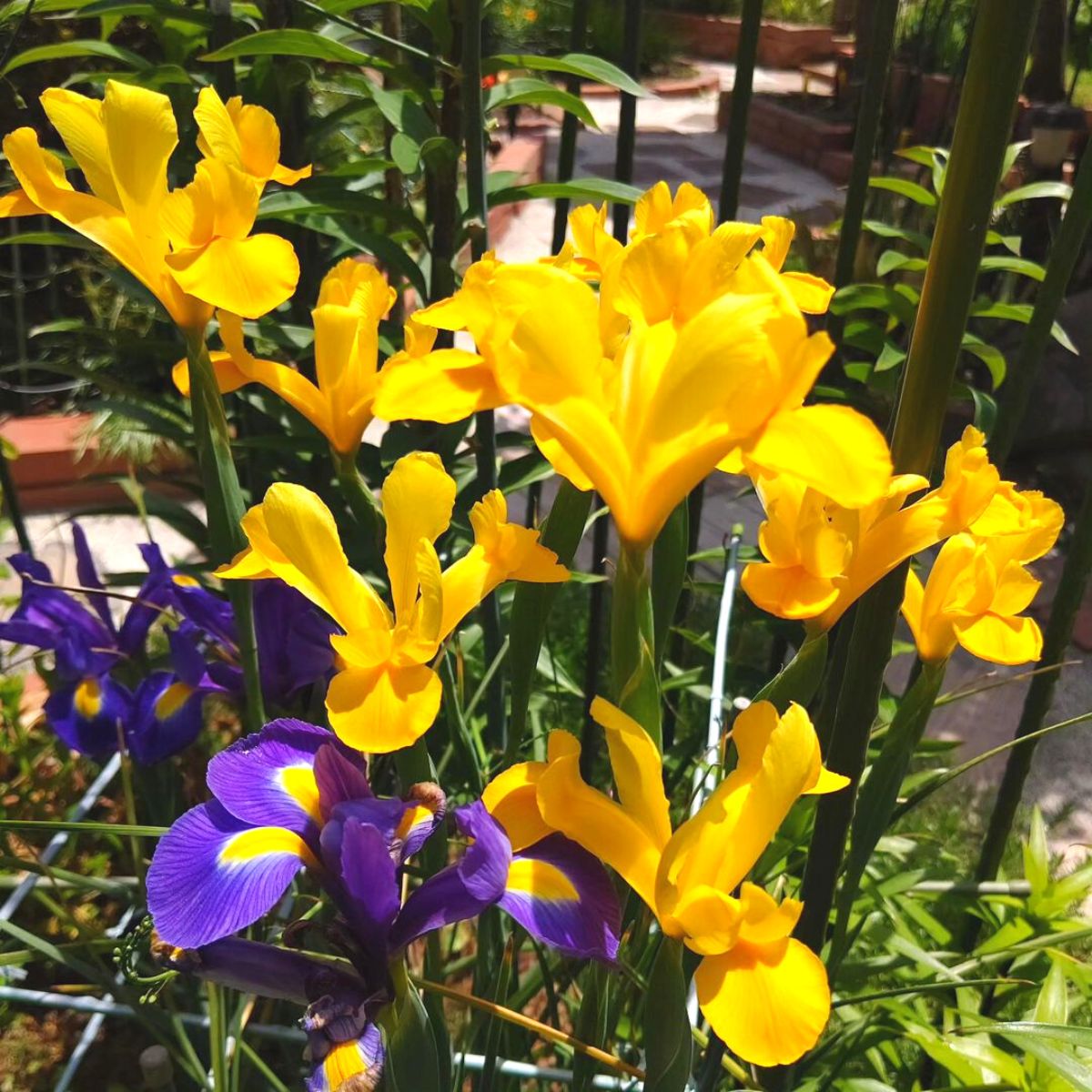 Yellow Dutch Irises in garden