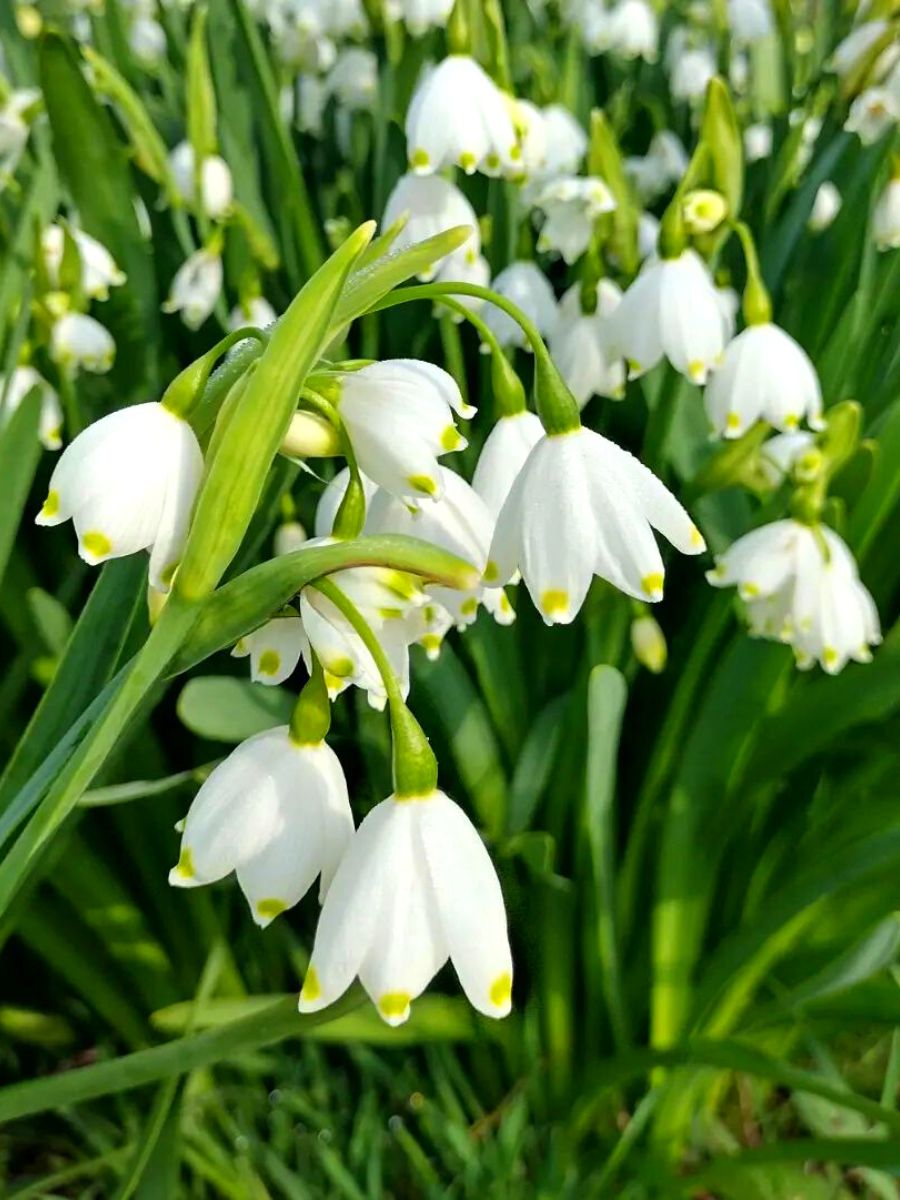 Leucojum white blooms in garden