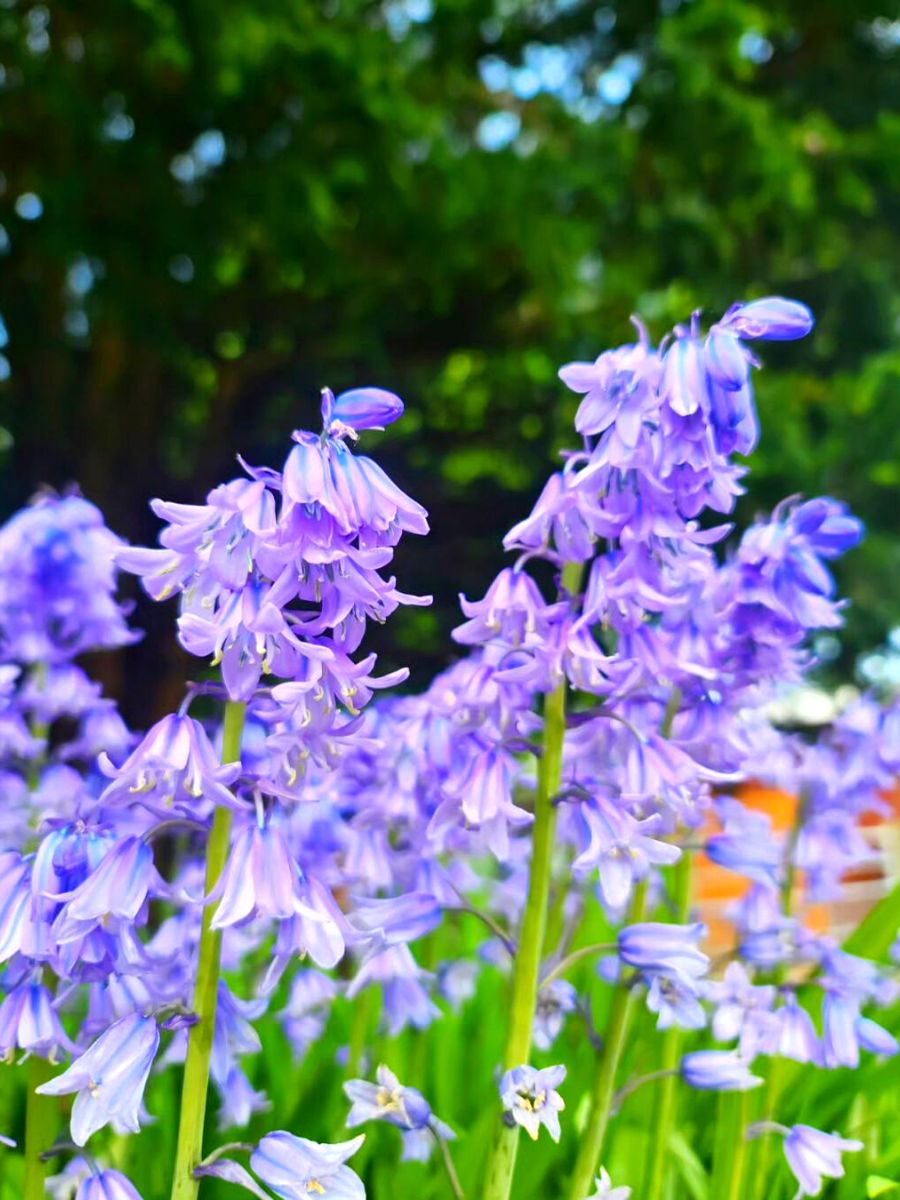 Bluebell flowers