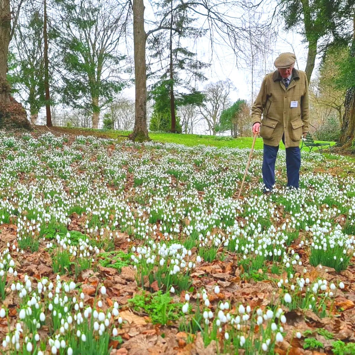 A wonderful snowdrop garden