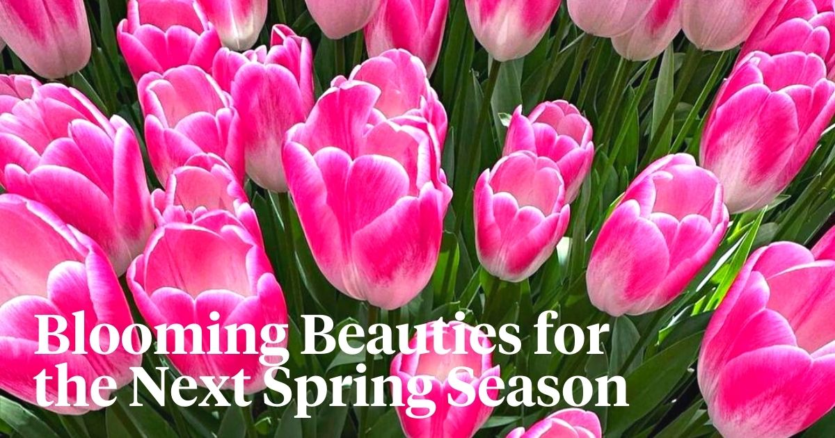 Spring bulbs to plant in fall