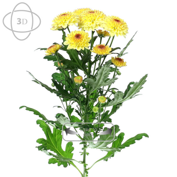 TOTF2021SE 11 Deliflor 31 Chrysanthemum Abbey Cream 3D