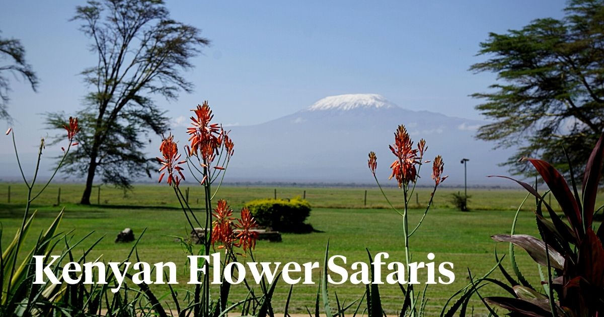 Amboseli National Park should be on every florist's itinerary as part of the Kenya Flower Safaris