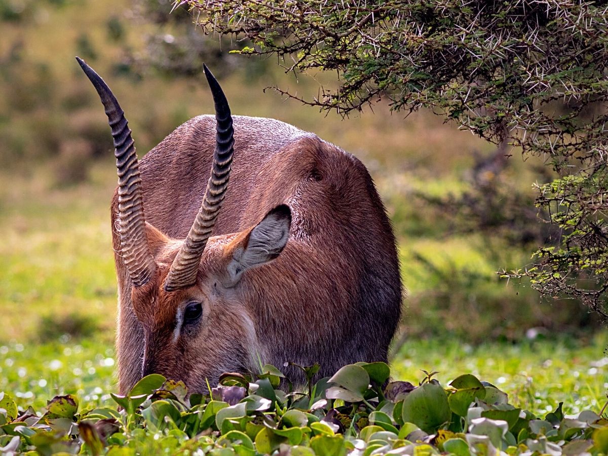 Explore Nature's Floral Wonders Through Kenya's Flower Safaris 