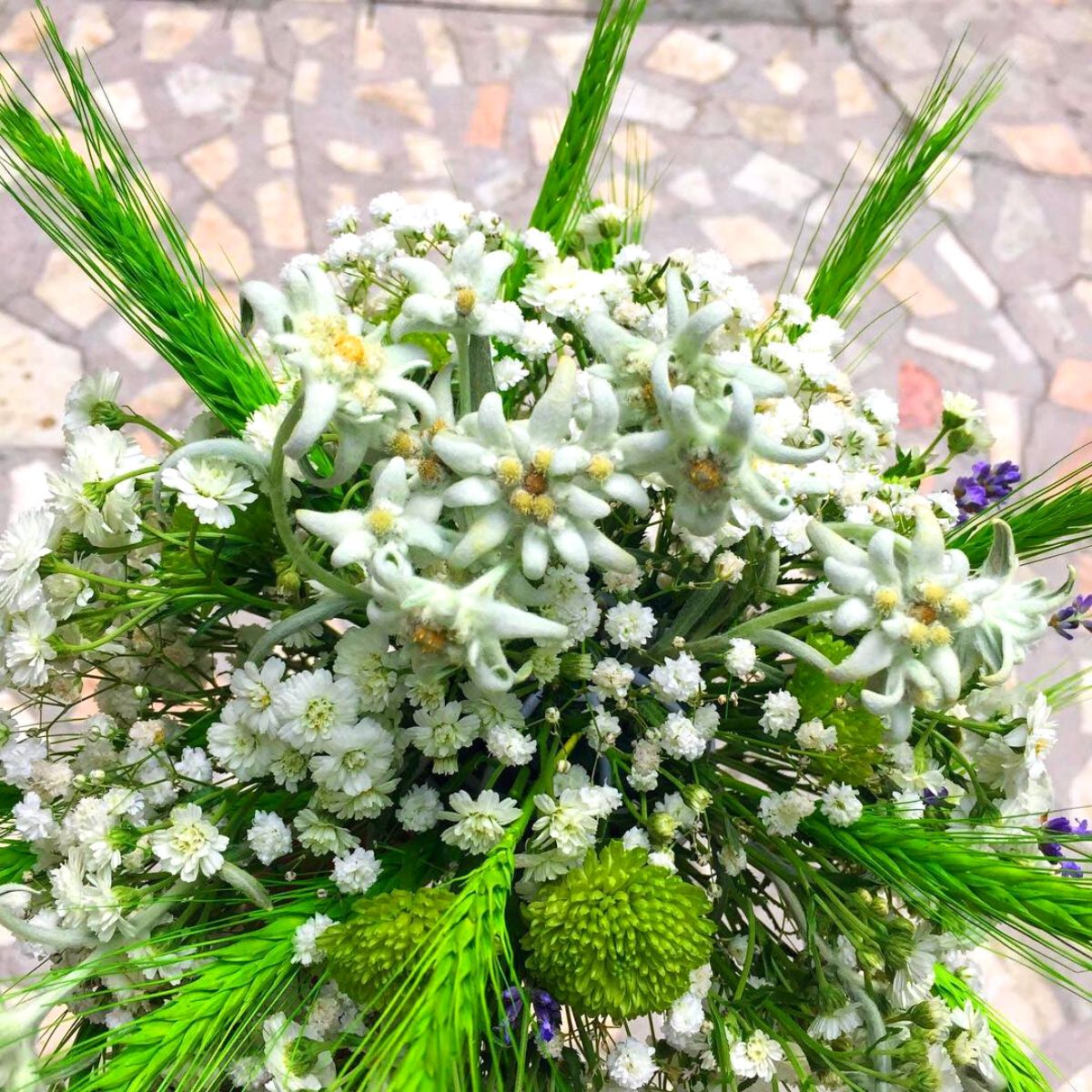 Edelweiss bouquet