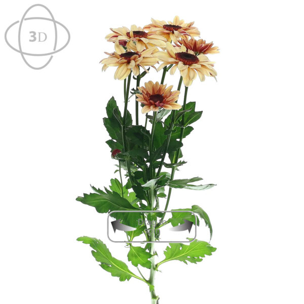 TOTF2021SE 11 Deliflor 41 Chrysanthemum Stresa Salmon 3D