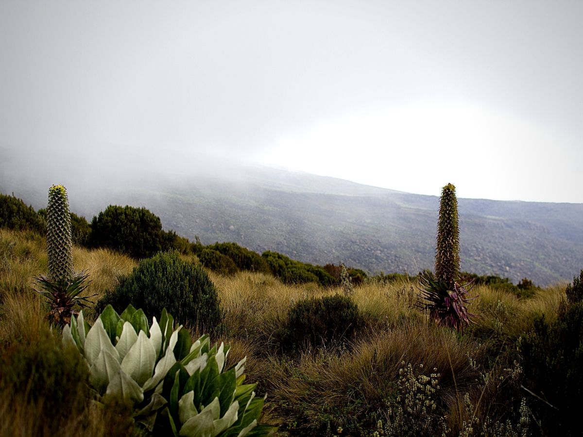 Kenya Flower Safaris Present a Floral Feast for Your Eyes and Senses