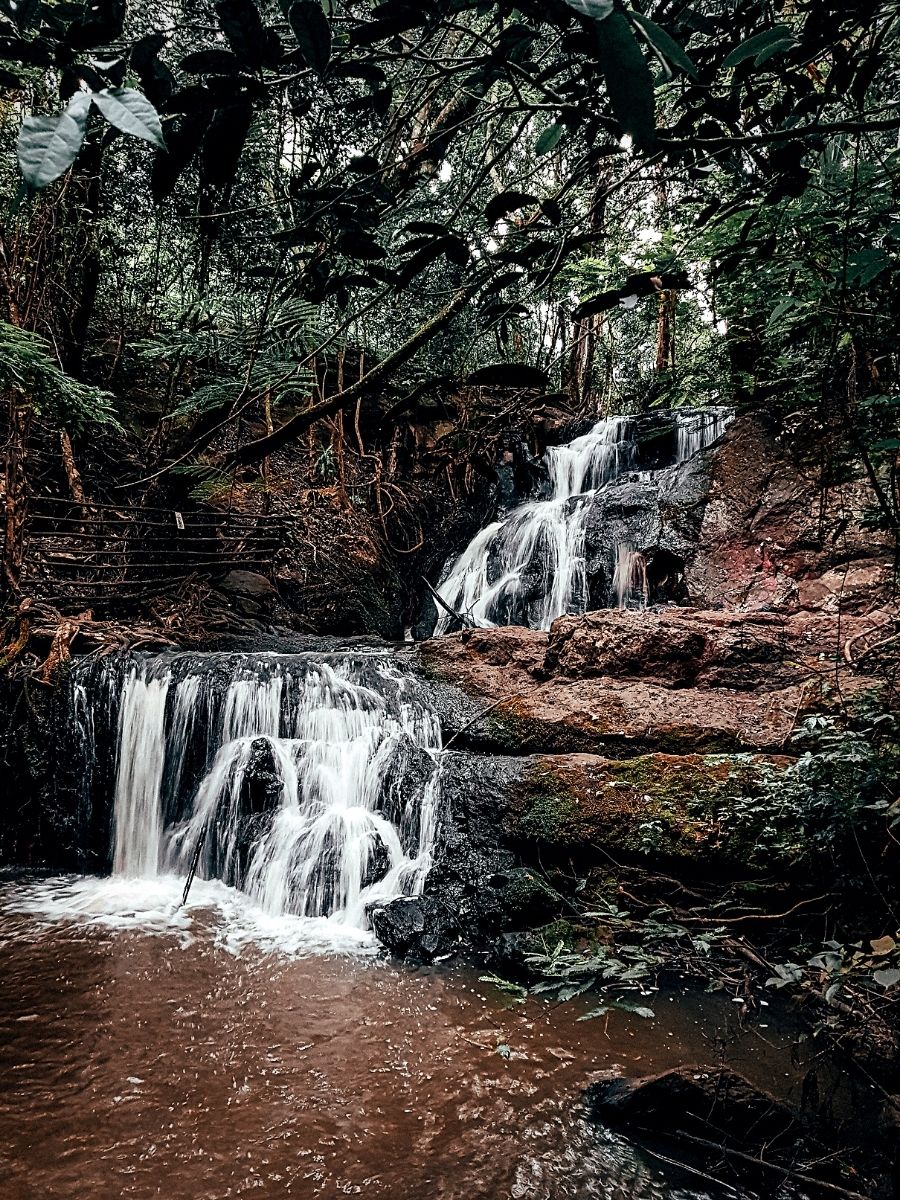 Kenya Flower Safaris Present a Floral Feast for Your Eyes and Senses