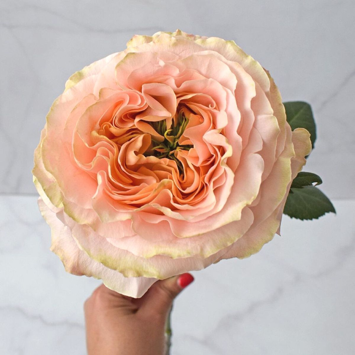 The peachy Princess Crown rose