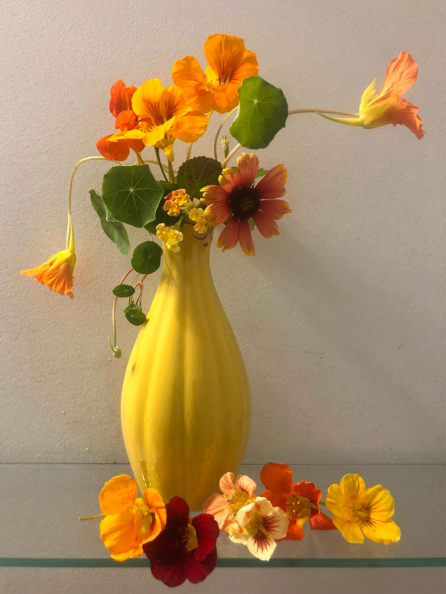 Orange Nasturtium Flowers