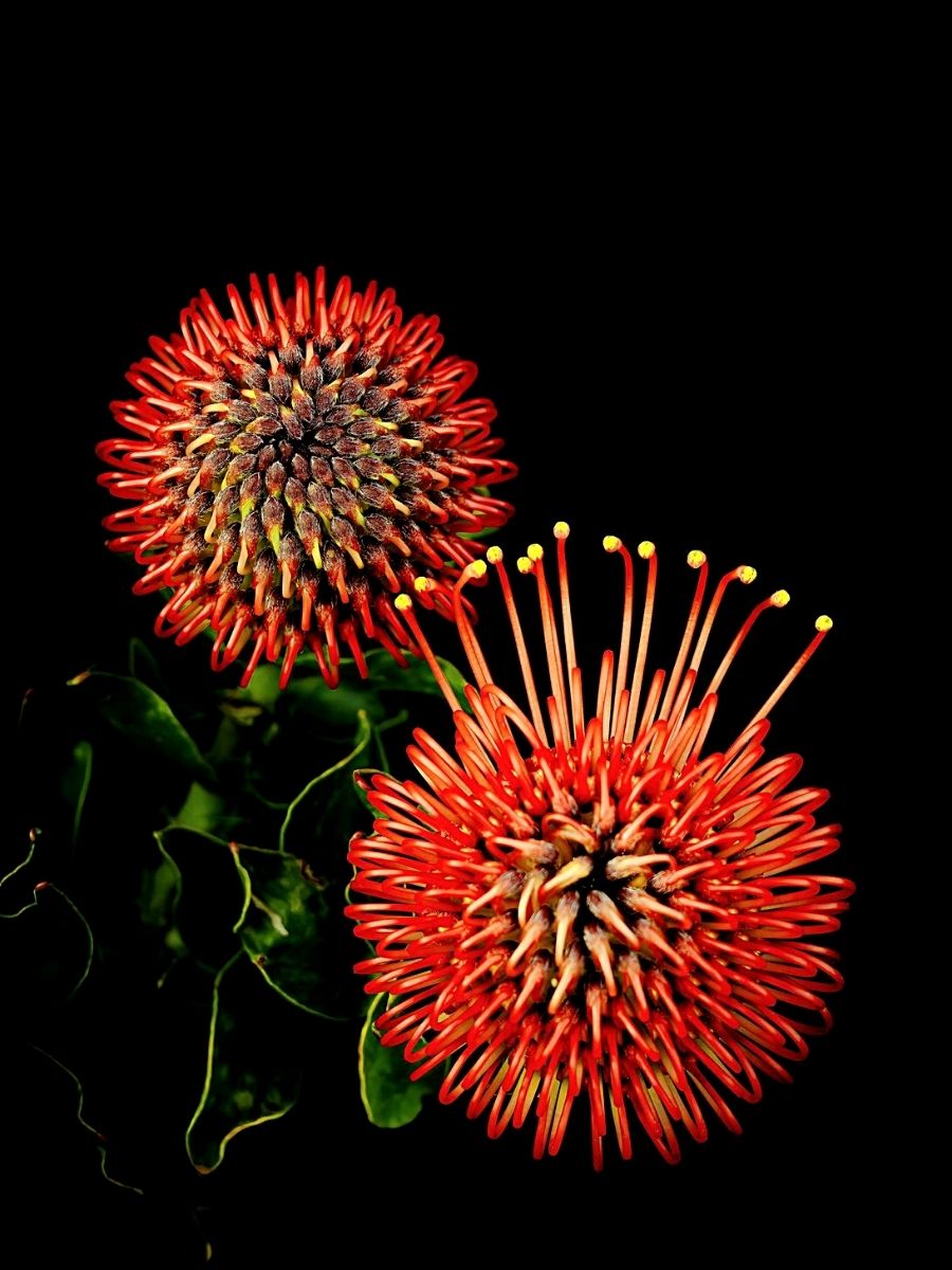Protea Flowers that Look Like Floral Fireworks