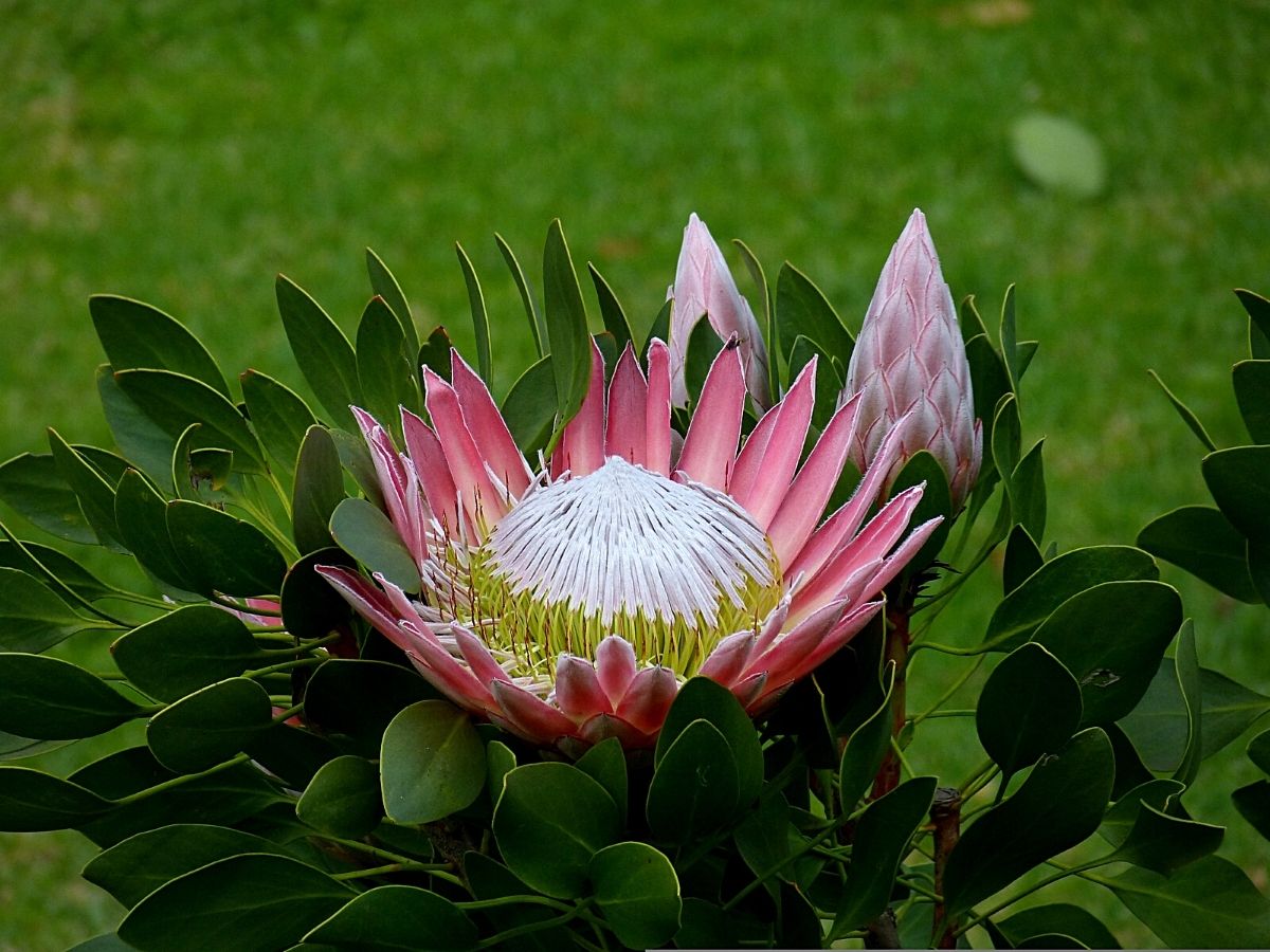 Protea Flowers that Look Like Floral Fireworks