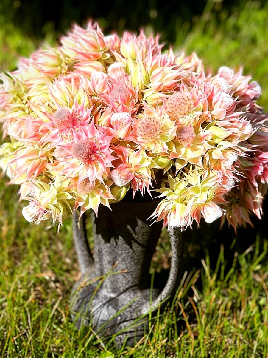 Protea Flowers that Look Like Floral Fireworks