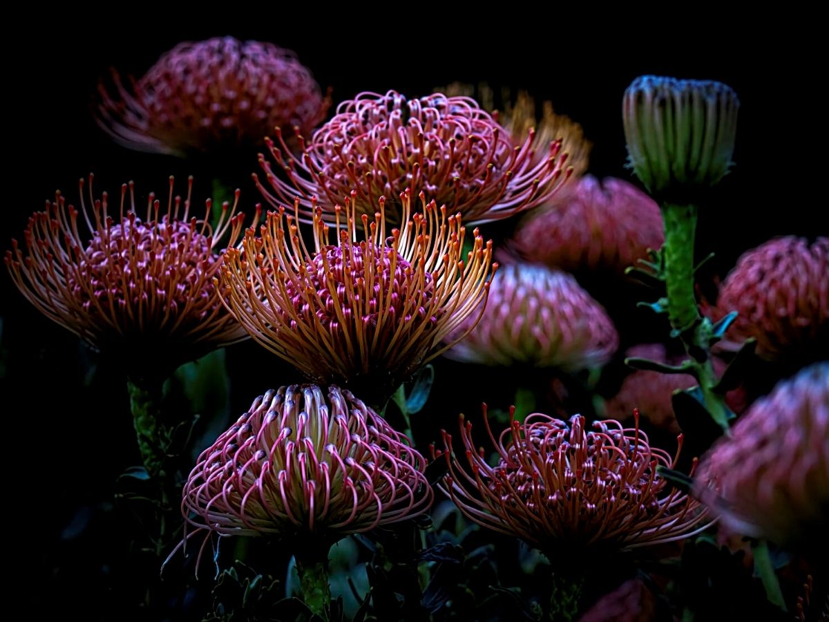 Protea Flowers that Look Like Floral Fireworks