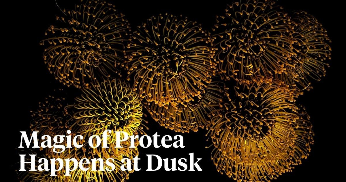 Protea Flowers Different Varieties, Meanings, and How to Dry Proteas