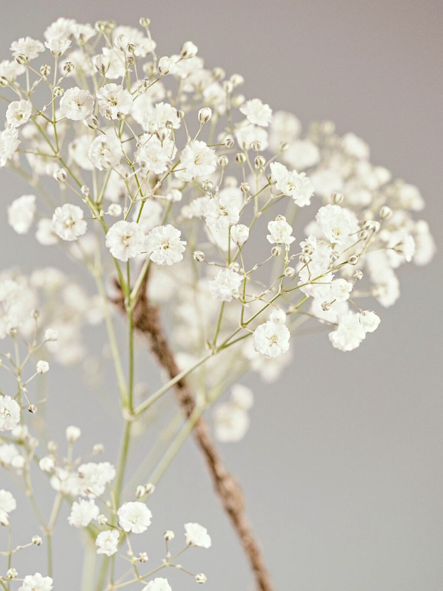 The delicacy and closeup of Gypsophila