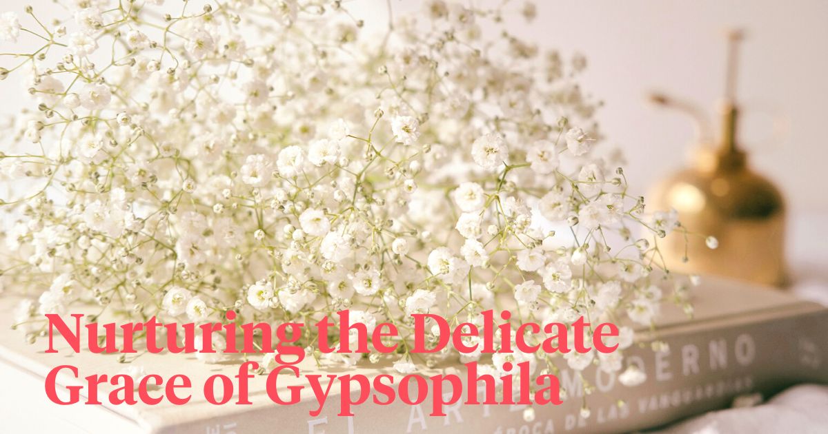 Gypsophila for decoration