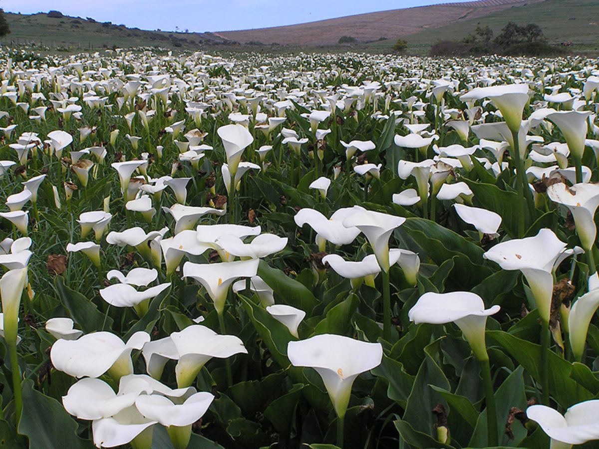 Calla Lily Aethiopica Field in South Africa