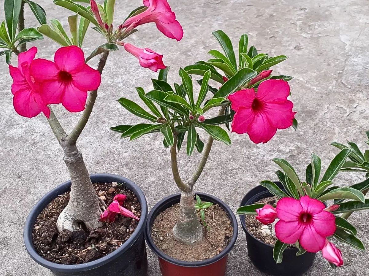 Desert rose plant aka Adenium obesum