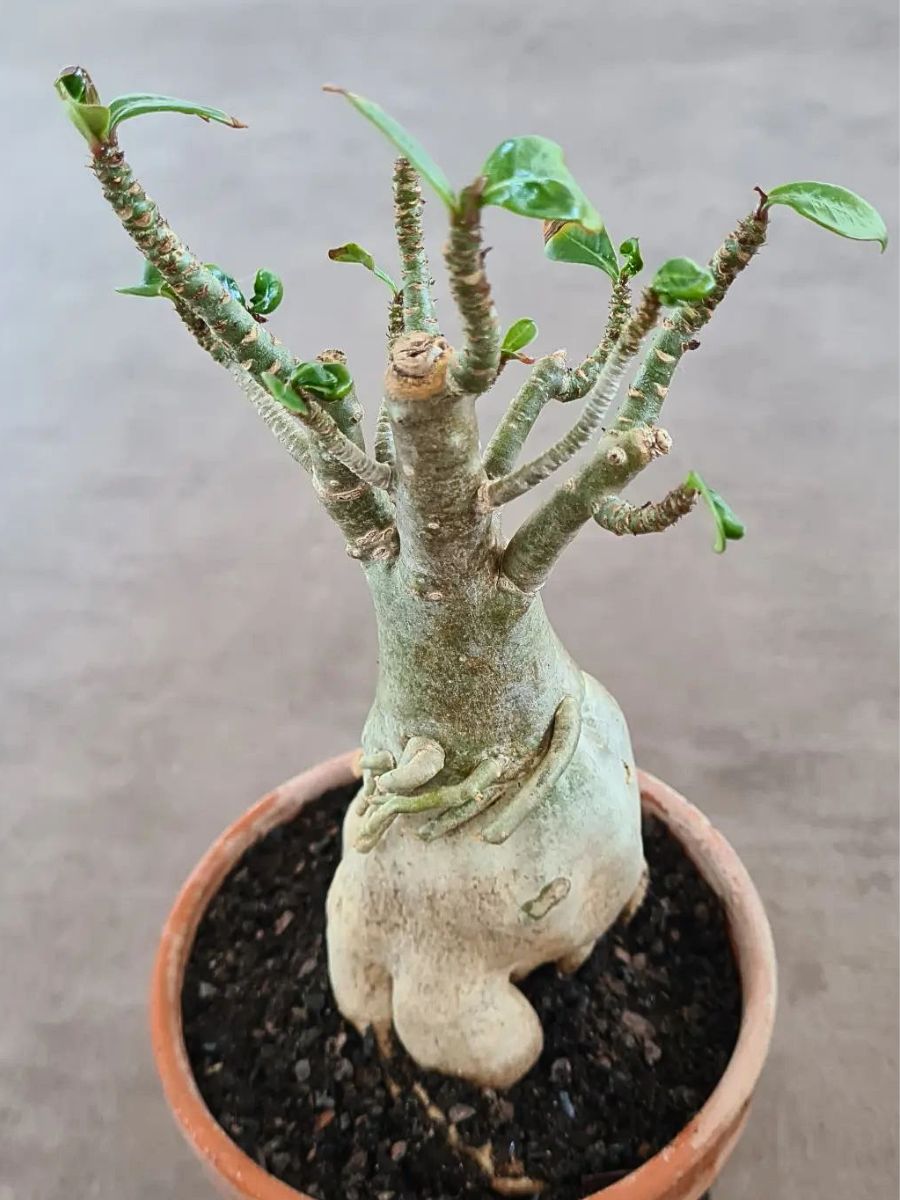 Adenium Obesum