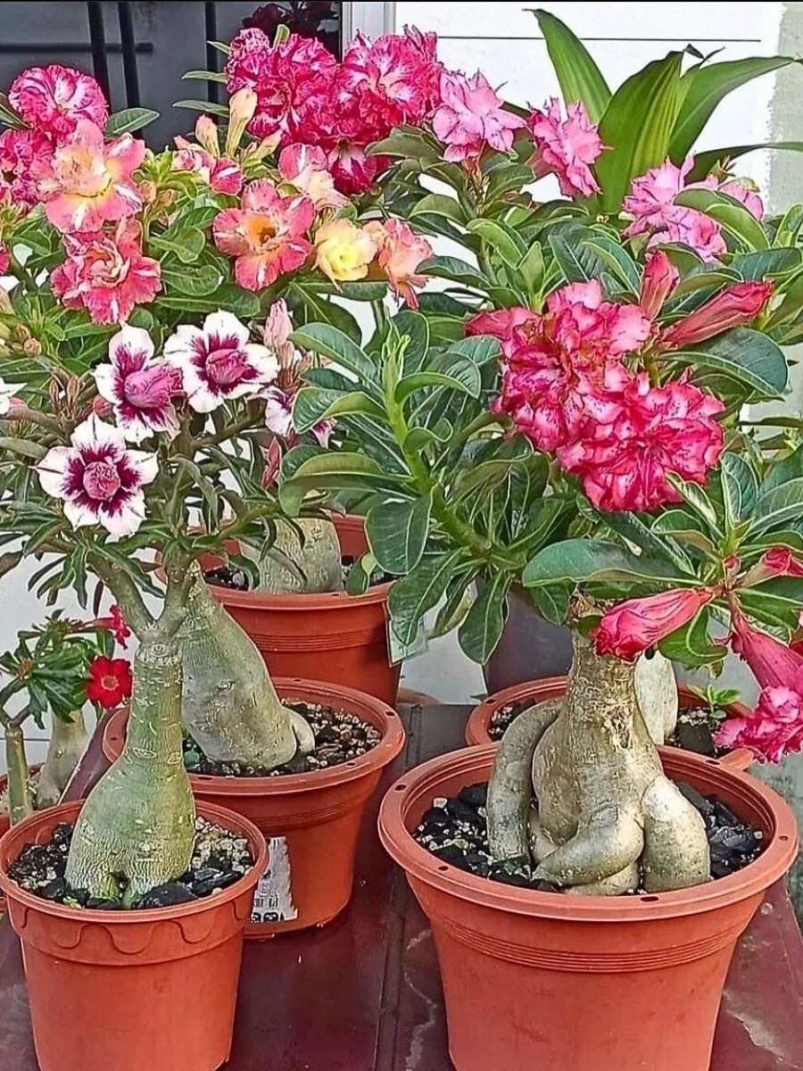 Desert Rose Plant Care - Learn Some Adenium Desert Rose Growing