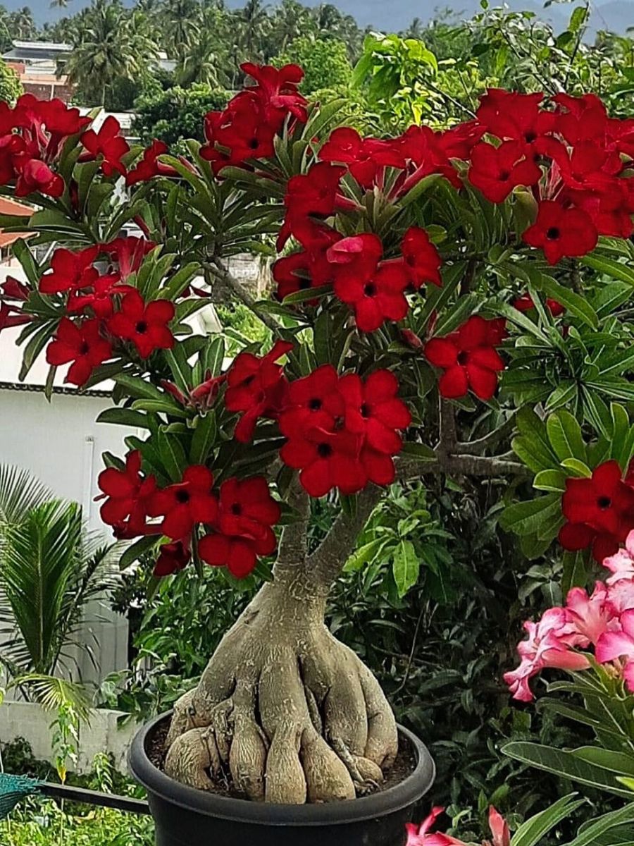 Desert Rose Plant