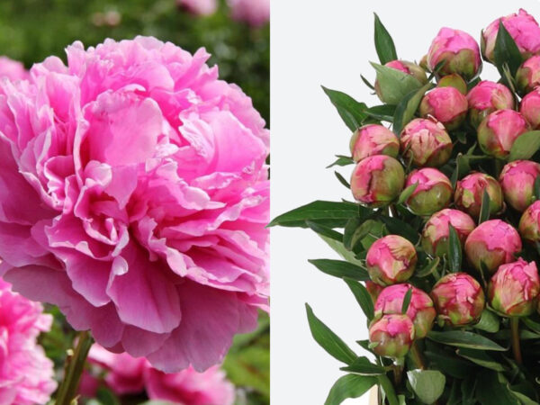 Ten Classic Peonies by My Peony Society 21 Peony Dr Aexander Fleming