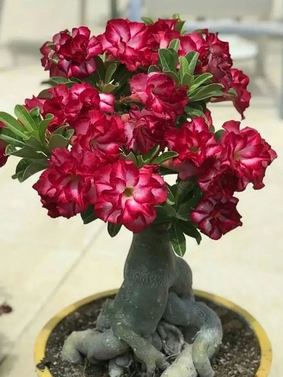 Double Yellow Desert Rose Plant (Adenium Obesum) – Live 4-7" Tall Well-Rooted Succulent, Colorful Blooms For Indoor/Outdoor