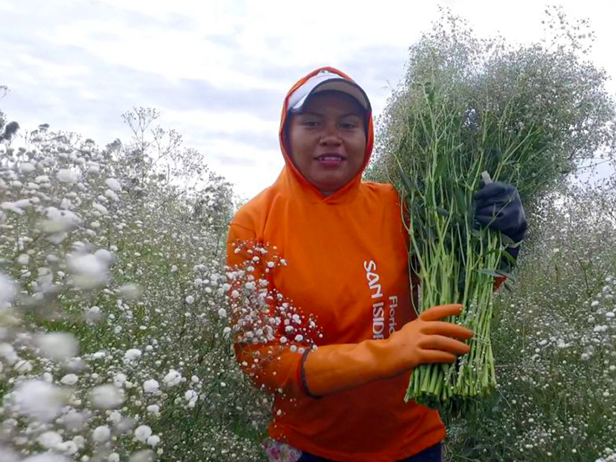 Florsani Gypsophila