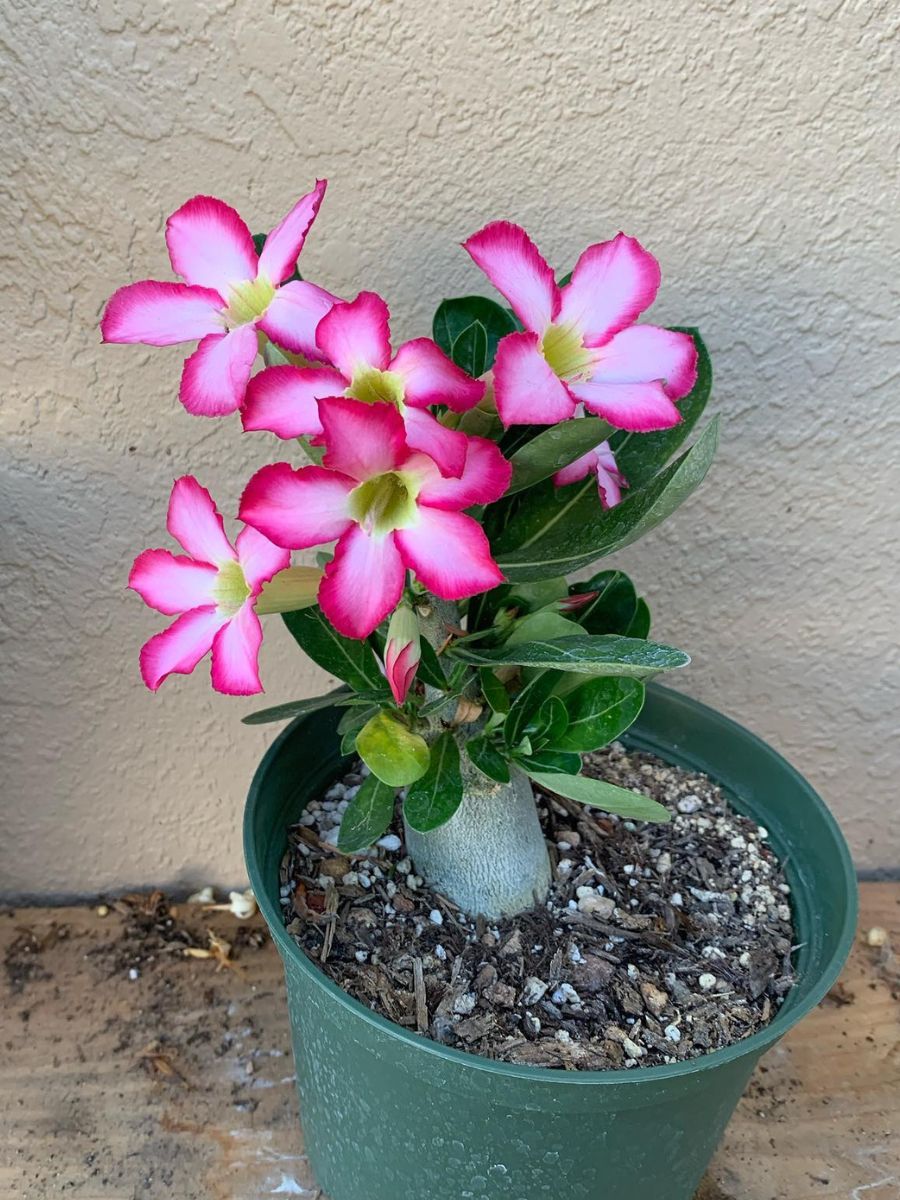 Adenium Obesum