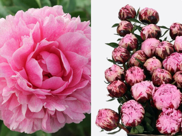 Ten Classic Peonies by My Peony Society 91 Peony The Fawn