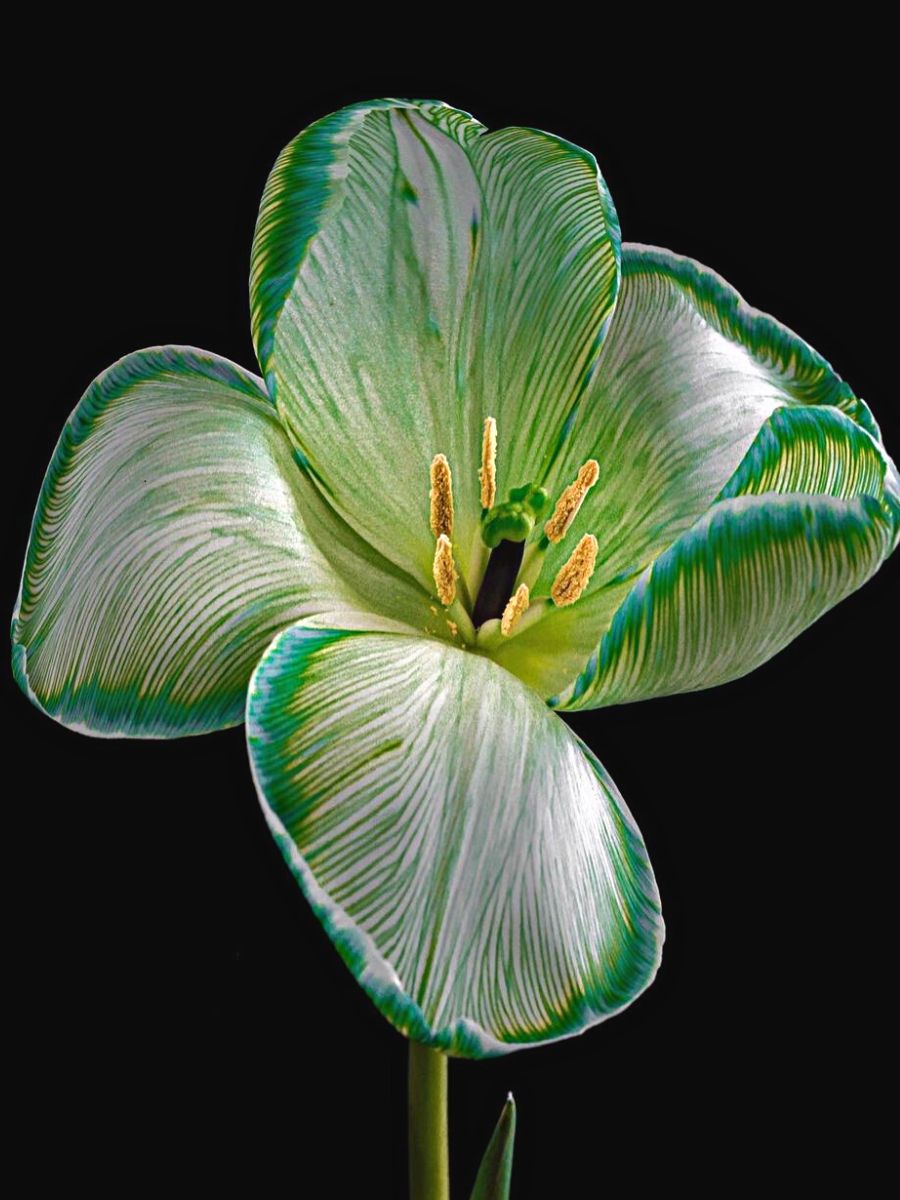 Blooming green flower captured by Eva Bartos