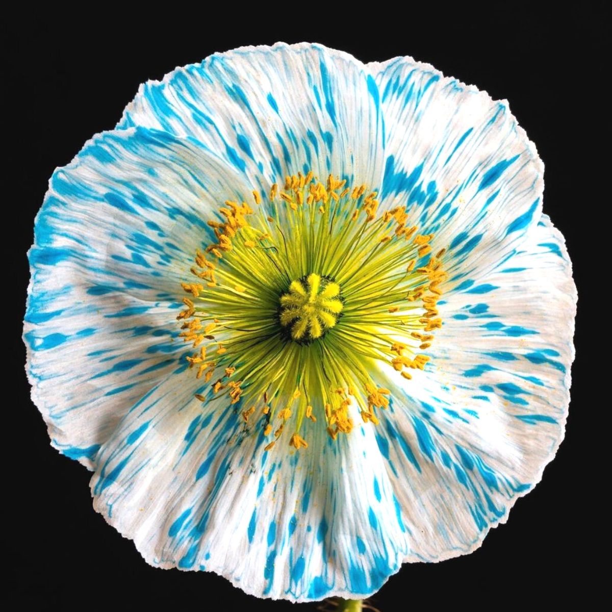 Rare flower with spots photograph