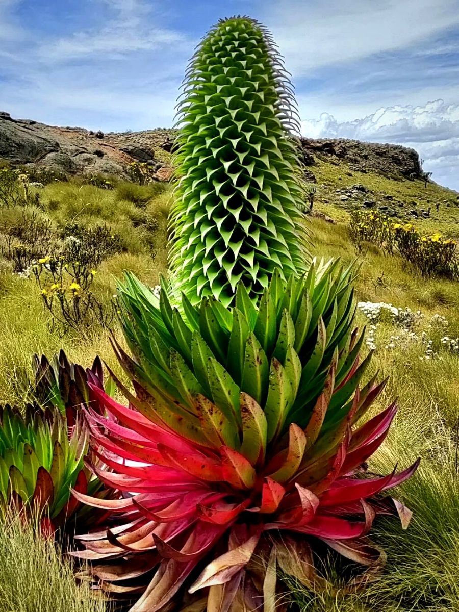 Explore Nature's Floral Wonders Through Kenya's Flower Safaris 