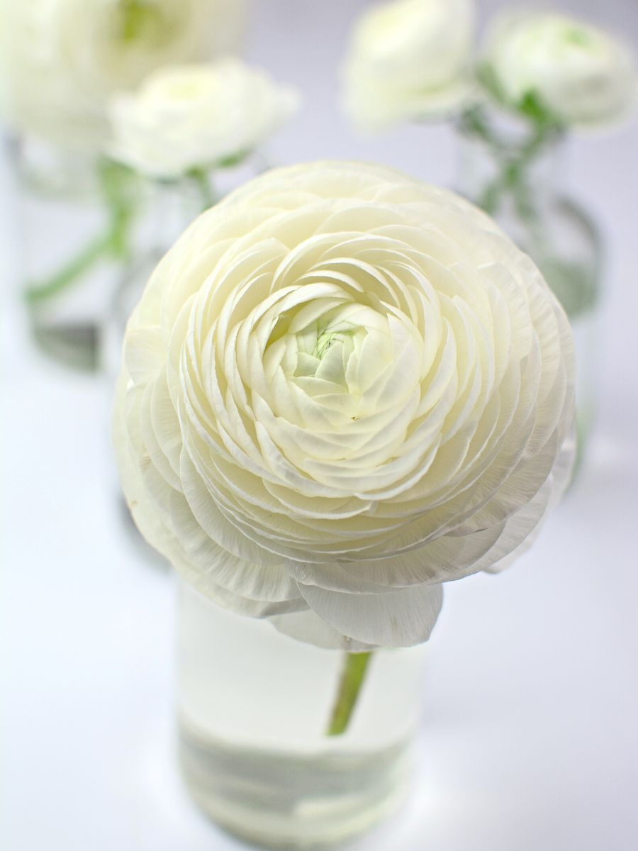 White ranunculus flower