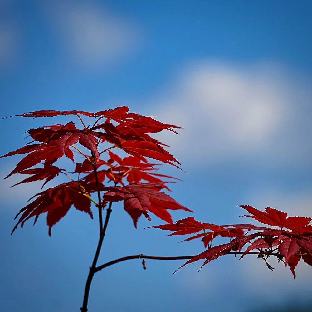 Japanese red maple tree leaves