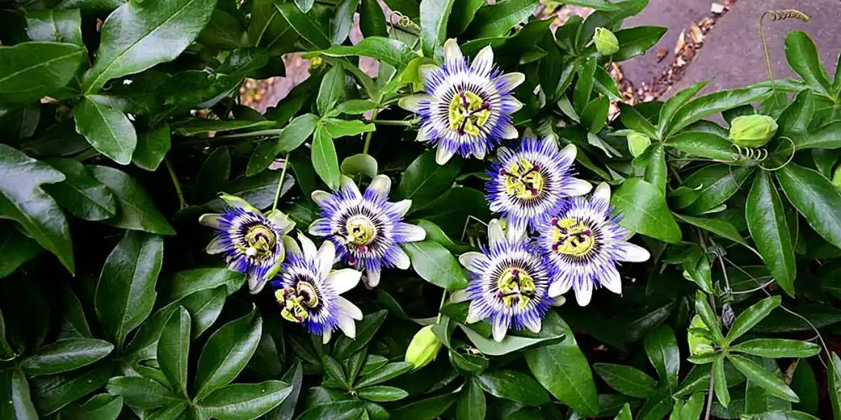 The passion fruit flower is also known as Passiflora.