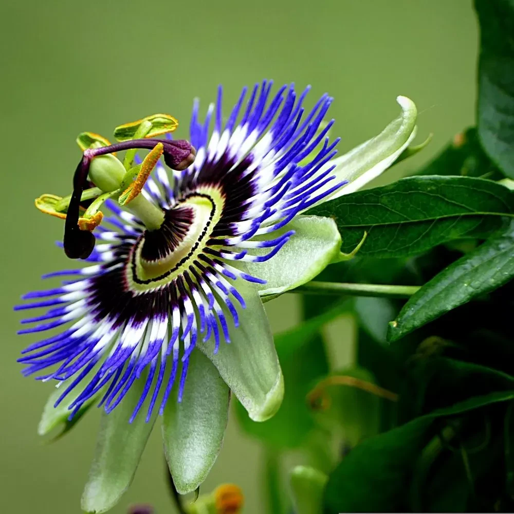 passion flower