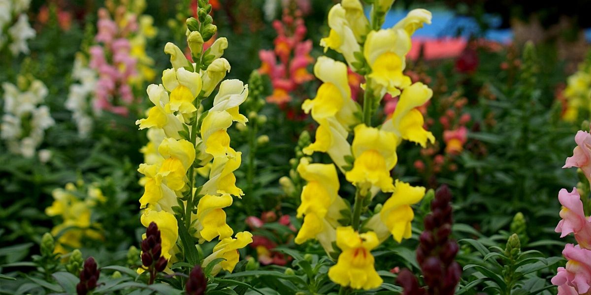 The Vibrant World of Snapdragon Flowers