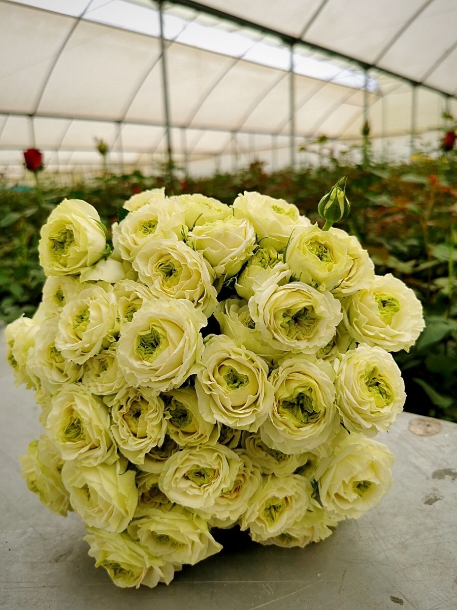 Sian Flowers packed-at-source bouquets